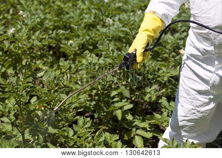 Pesticide spraying. Vegetables spraying with pesticides in the garden