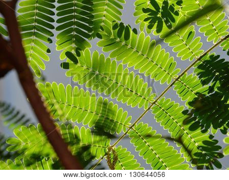 soap pod tropical plant in garden home