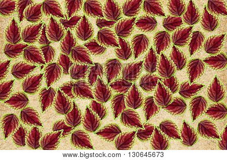 beautiful Solenostemon scutellarioides leaves abstract pattern background