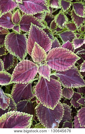fresh Solenostemon scutellarioides plants in nature garden