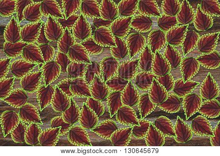 beautiful fresh Solenostemon scutellarioides leaves pattern  background