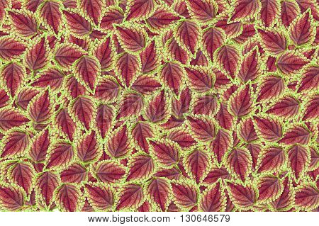 fresh Solenostemon scutellarioides leaves pattern for background
