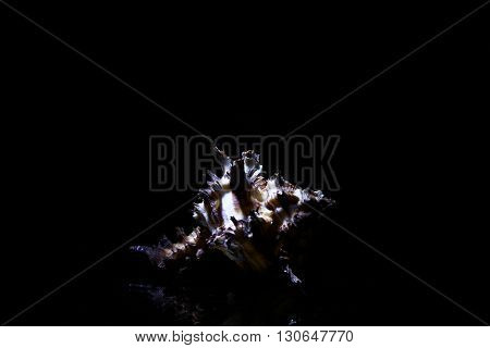 white sea Shells isolated on black background.