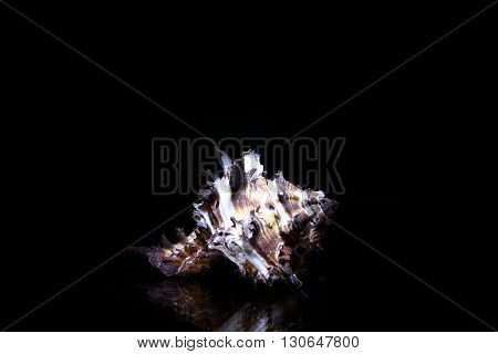 white sea Shells isolated on black background.