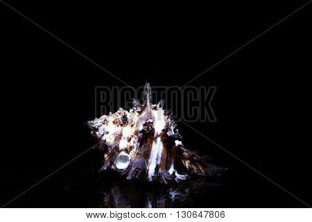 white sea Shells isolated on black background