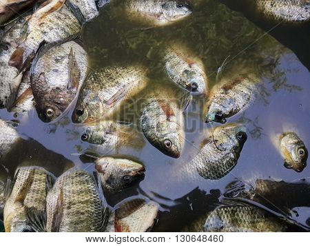 close up raw Oreochromis niloticus fish for cooking