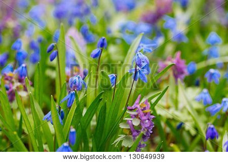 Field Of Blue (scilla Sibirica) Spring Flowers.