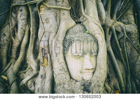 the Buddha head in the root at Ayuthaya Thailand