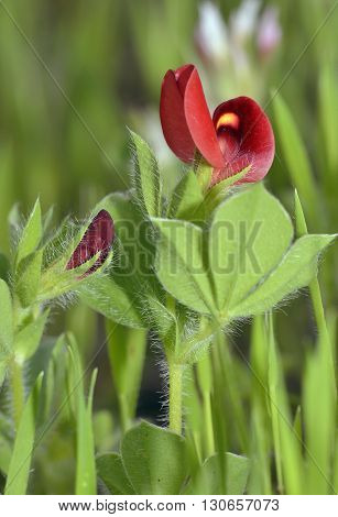 Winged or Asparagus Pea - Lotus tetragonolobus syn. Tetragonolobus purpureus