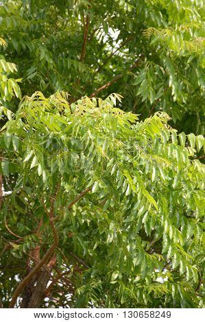 Neem plan tree in garden , Azadirachta indica