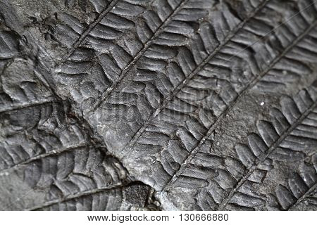 Old Fern Fossil