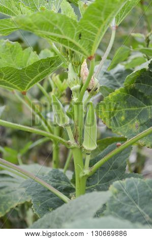 close up fresh green Abelmoschus esculentus plants in nature garden