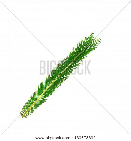 Green leaf of cycads tree isolated background