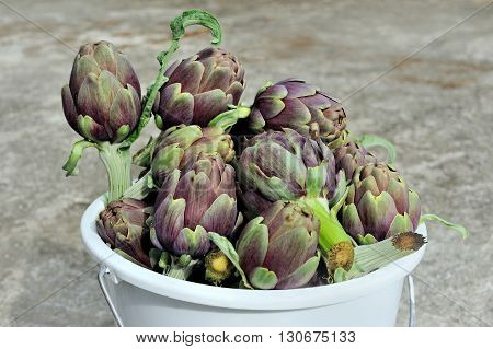 Roman fresh raw artichokes in white bucket