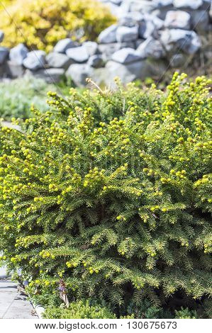 Decorative low-growing coniferous dense shrub in the shape of a nest - Picea abies "Nidiformis"