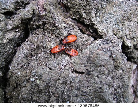 Bedbugs soldiers on the background of birch bark