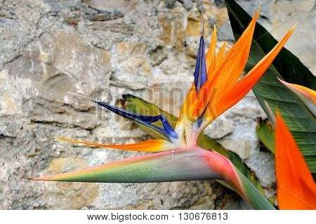 beautiful blossom head of strelitzia on gray stone