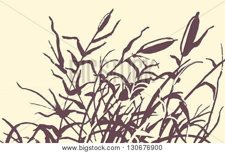 Reed Vector Illustration.