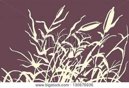 Reed Vector Illustration.