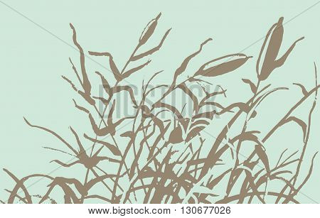 Reed Vector Illustration.