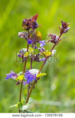 Medicinal plant - Boudreau hederacea (Glechoma hederacea). Flowering plant