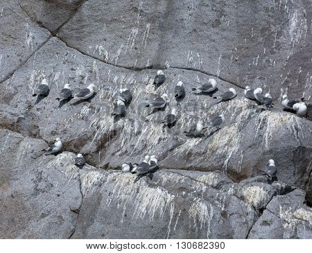 Seagulls use a rockface for a roost and a great place for a nap.