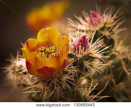 Booming Cactus full of pollen against long spines