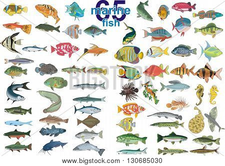 Set - 65 marine fish. Vector illustration on a transparent background