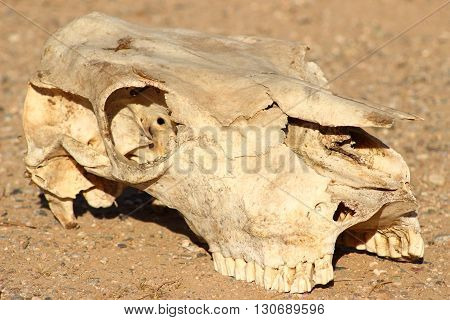 cow skull in the desert 3/4 view