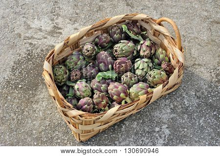 Roman artichokes in woven basket on gray background