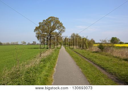 Cycleway In Springtime