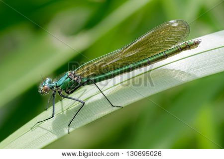 Female Banded Demoiselle (Calopteryx splendens) perched on a reed
