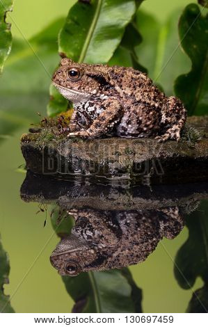 Common Toad (Bufo Bufo) on moss covered stone