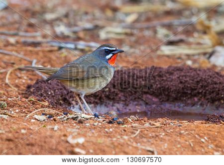 beautiful male Siberian Rubythroat (Luscinia calliope) standing on ground