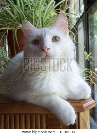Yakışıklı kedi