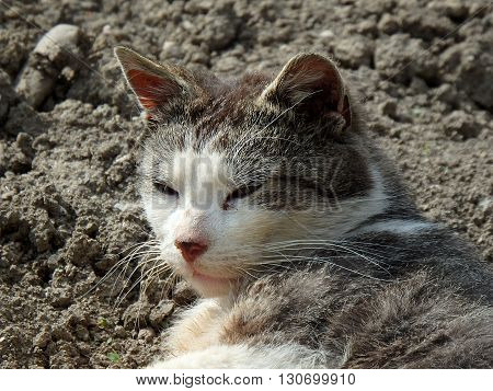 happy catcats detail  , pet, tomcat ,