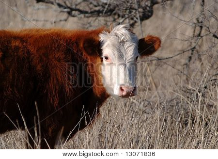 Bílý překližované Hereford kráva