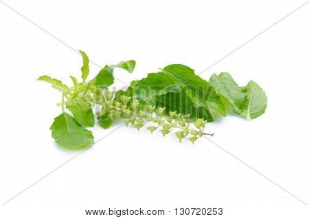 Holy Basil Or Tulsi Leaves Isolated Over White Background