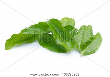 Holy Basil Or Tulsi Leaves Isolated Over White Background