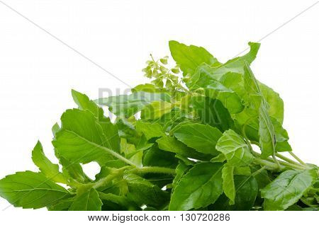 Holy Basil Or Tulsi Leaves Isolated Over White Background