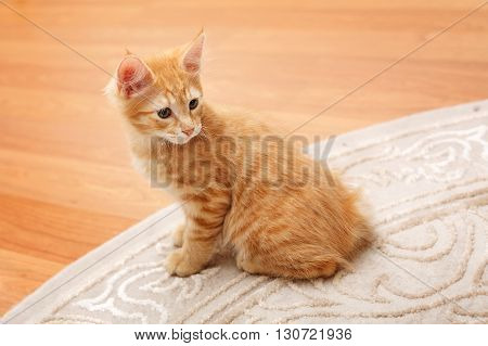Kuril Bobtail cat ginger. Thoroughbred cat. Cute and funny kitten. Pet.