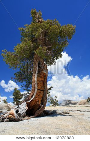 Lone pine