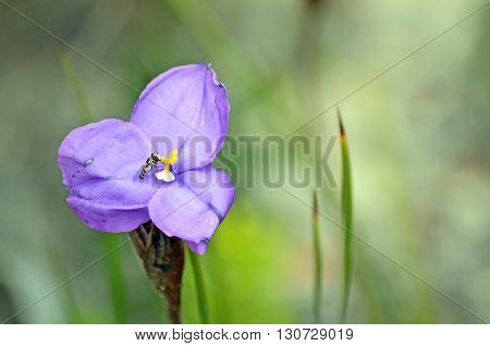 Australian native wildflower, the leafy purple flag iris (Patersonia glabrata), being pollinated by a small hover fly.