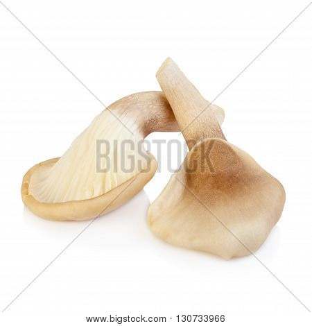 Abalone Mushroom Isolated On White Background