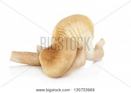 Abalone Mushroom Isolated On White Background