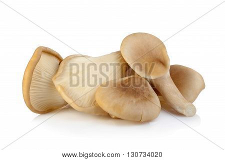 Abalone Mushroom Isolated On White Background