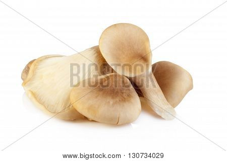 Abalone Mushroom Isolated On White Background