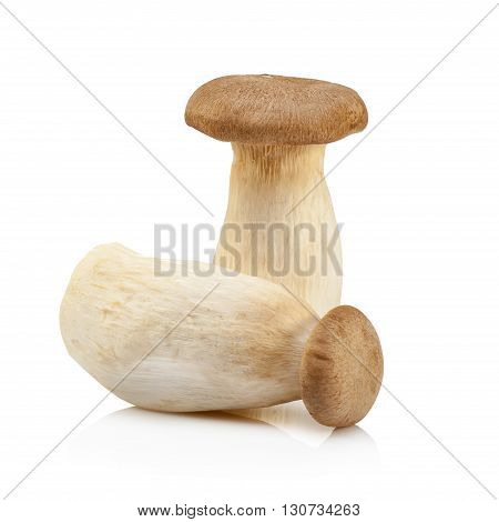 King Oyster Mushroom (eringi) Isolated On White Backgroud.