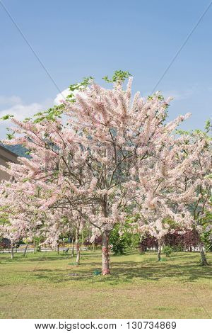 Cassia bakeriana tree with pink flowers, also called Thailand Sakura