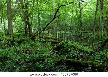 Dead broken trees moss wrapped with nettle grows over in summmertime shady stand, Bialowieza Forest, Poland, Europe